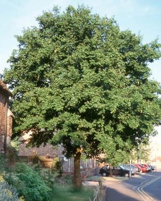 Acer campestre (Field Maple)