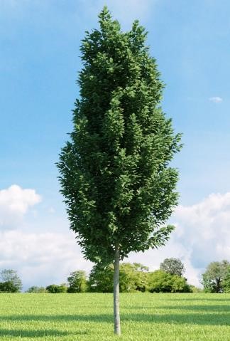 Carpinus betulis fastigiata ‘Frans Fontaine’ (Hornbeam)