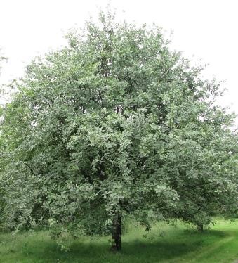 Sorbus aria (Whitebeam)